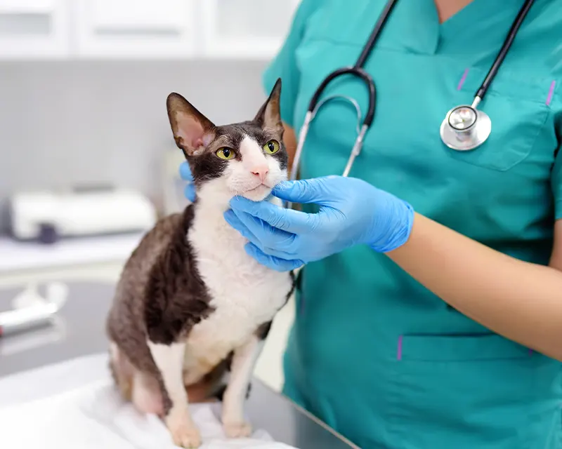 Un jeune Cocker et un chat de goutière roux