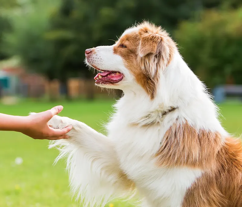 Radiographie de l'abdomen d'un chien