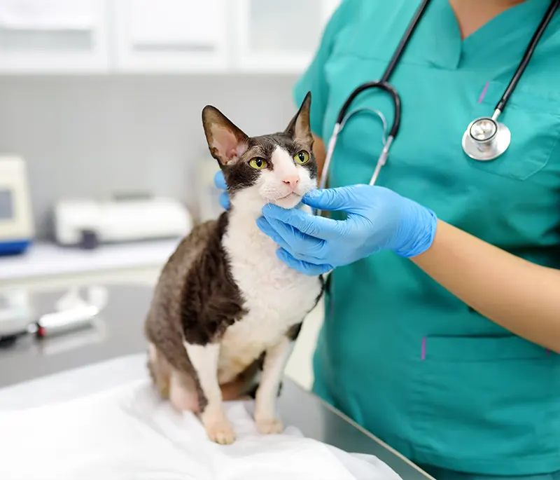 Radiographie de l'abdomen d'un chien