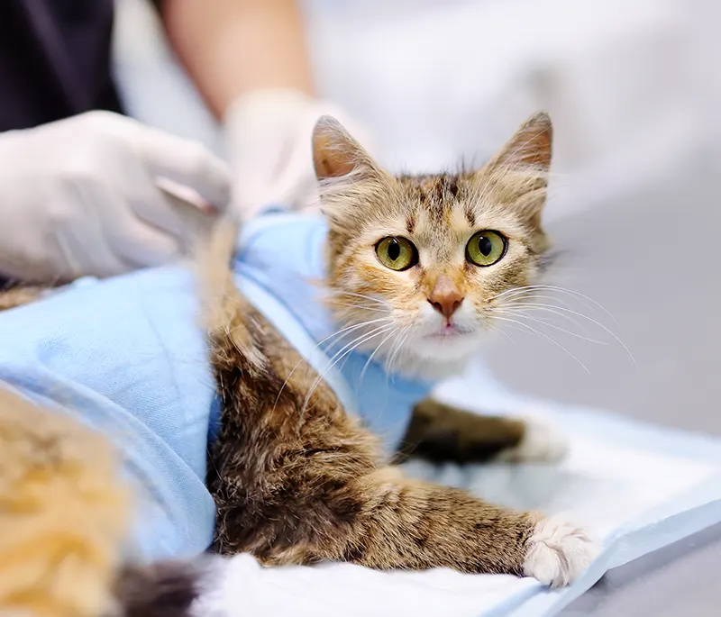 Radiographie de l'abdomen d'un chien