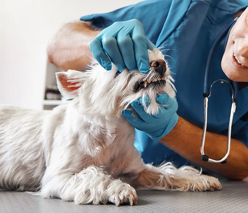 Radiographie de l'abdomen d'un chien