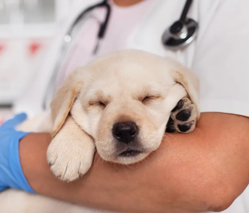 Radiographie de l'abdomen d'un chien